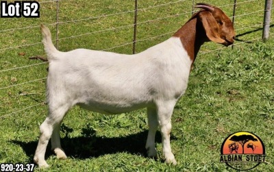 1X BOER GOAT Stud DOE ALBIAN STOET HORN BOERDERY