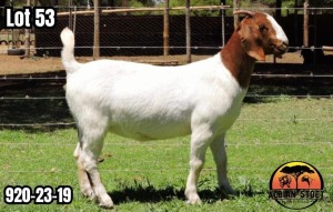 1X BOER GOAT Flock Colour DOE ALBIAN STOET HORN BOERDERY