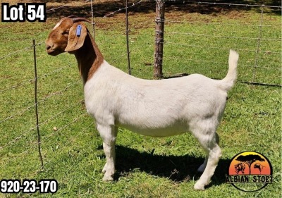 1X BOER GOAT Flock Teats DOE ALBIAN STOET HORN BOERDERY