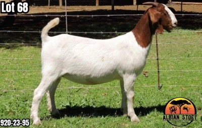 1X BOER GOAT Flock DOE ALBIAN STOET HORN BOERDERY