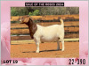 1X BOER GOAT Stoet 48-888 DOE MILAMIEK BOERGOATSTUD