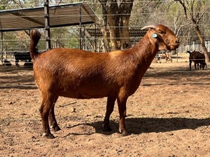 1X KALAHARI RED Stoet 10-212 DOE VANDERGOAT STUD