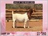 1X BOER GOAT Stoet 48-888 DOE MILAMIEK BOERGOATSTUD - 2