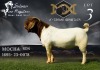 1X BOER GOAT Flock BUCK SALMON VAN HUYSSTEEN BOER GOAT STUD