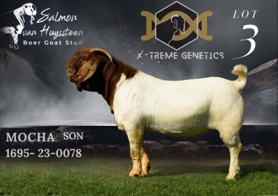 1X BOER GOAT Flock BUCK SALMON VAN HUYSSTEEN BOER GOAT STUD