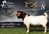 1X BOER GOAT Stud BUCK SALMON VAN HUYSSTEEN BOER GOAT STUD