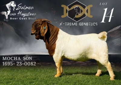 1X BOER GOAT Stud BUCK SALMON VAN HUYSSTEEN BOER GOAT STUD