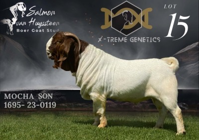 1X BOER GOAT Stud BUCK SALMON VAN HUYSSTEEN BOER GOAT STUD