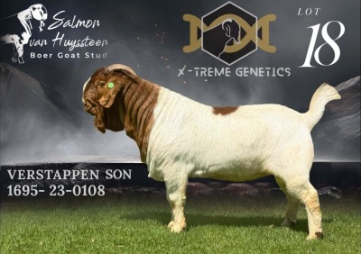 1X BOER GOAT Flock BUCK SALMON VAN HUYSSTEEN BOER GOAT STUD