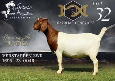 1X BOER GOAT Stud DOE SALMON VAN HUYSSTEEN BOER GOAT STUD