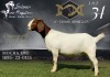 WITHDRAWN - 1X BOER GOAT DOE SALMON VAN HUYSSTEEN BOER GOAT STUD