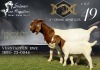 WITHDRAWN - 1+1X BOER GOAT DOE SALMON VAN HUYSSTEEN BOER GOAT STUD