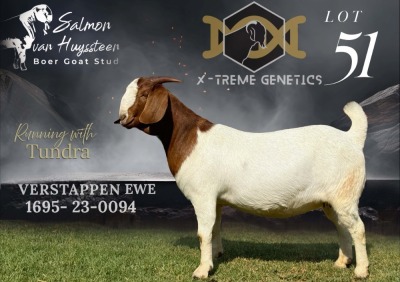 1X BOER GOAT Flock DOE SALMON VAN HUYSSTEEN BOER GOAT STUD