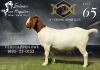 1X BOER GOAT Stud DOE SALMON VAN HUYSSTEEN BOER GOAT STUD