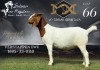 1X BOER GOAT Stud DOE SALMON VAN HUYSSTEEN BOER GOAT STUD