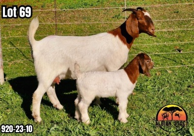 1+1X BOER GOAT Flock Teats DOE ALBIAN STOET HORN BOERDERY