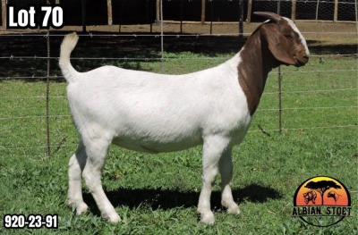 1X BOER GOAT Flock DOE ALBIAN STOET HORN BOERDERY