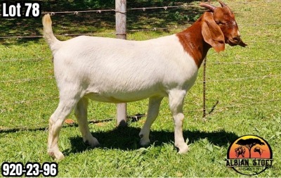 1X BOER GOAT Flock DOE ALBIAN STOET HORN BOERDERY