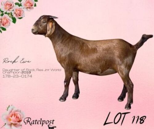 1X KALAHARI RED Stoet 48-679 DOE RATELPOST KALAHARI REDS