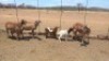 3+2X MEATMASTER EWE D.G. VD MERWE