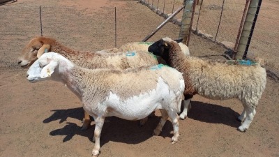 4X MEATMASTER EWE D.G. VD MERWE