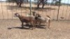 6X MEATMASTER EWE D.G. VD MERWE