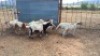 11X MEATMASTER EWE D.G. VD MERWE