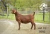 1X KALAHARI RED Stoet 48-876 DOE TOLLIE JORDAAN EN SEUNS
