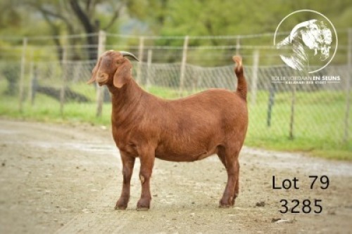 1X KALAHARI RED Stoet 48-873 DOE TOLLIE JORDAAN EN SEUNS