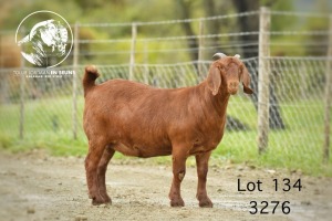 1X KALAHARI RED Stoet 48-868 DOE TOLLIE JORDAAN EN SEUNS