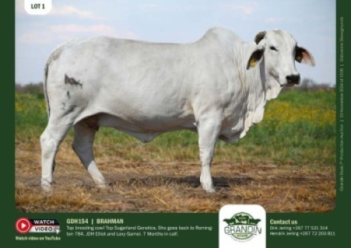 1X GREY BRAHMAN COW GDH154 GRANDIN STUDS