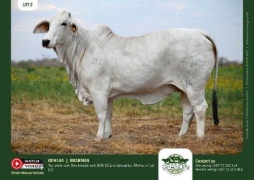 1X GREY BRAHMAN COW GDH145 GRANDIN STUDS