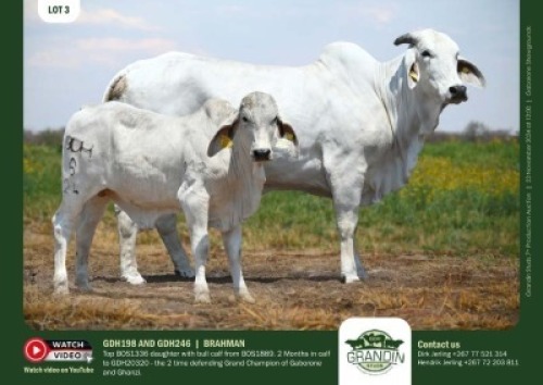 1+1X GREY BRAHMAN 3-IN-1 GDH 198 & GDH 246 GRANDIN STUDS