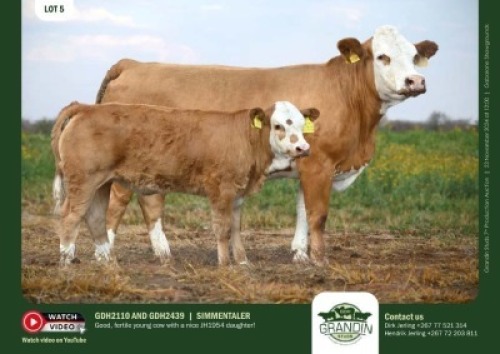 1+1X SIMMENTAL COW & CALF GDH 2110 & GDH 2439 GRANDIN STUDS