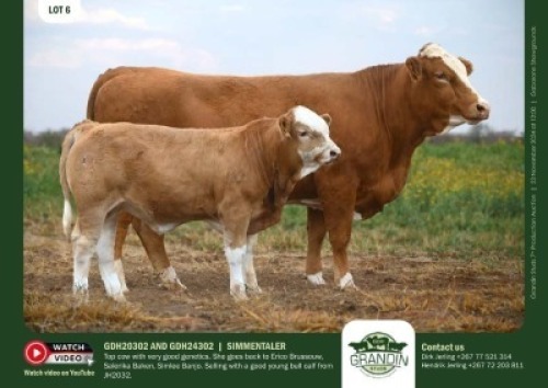 1+1X SIMMENTAL COW & CALF GDH 20302 & GDH 24302 GRANDIN STUDS