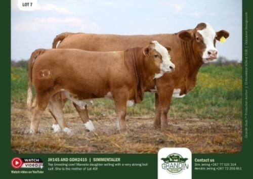 1+1X SIMMENTAL COW & CALF JH 145 & GDH 2415 GRANDIN STUDS