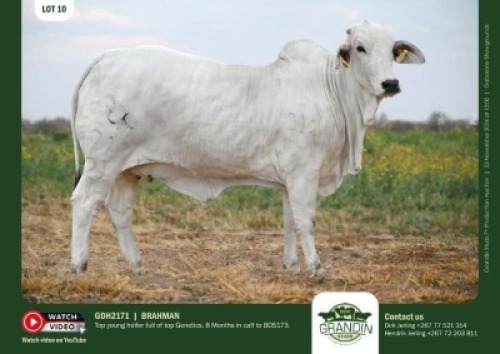 1X GREY BRAHMAN HEIFER GDH 2171 GRANDIN STUDS