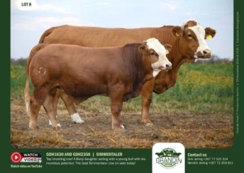 1+1X SIMMENTAL COW & CALF GDH 1630 & GDH 2358 GRANDIN STUDS
