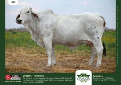 1+1X GREY BRAHMAN COW & CALF GDH 1865 & GDH 2455 GRANDIN STUDS