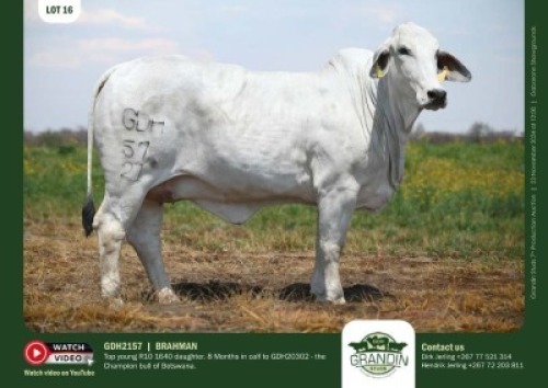 1X GREY BRAHMAN COW GDH 2157 GRANDIN STUDS