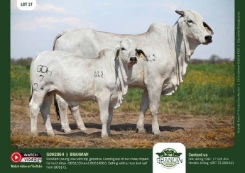 1+1X GREY BRAHMAN COW & CALF GDH 2064 & GDH 247 GRANDIN STUDS