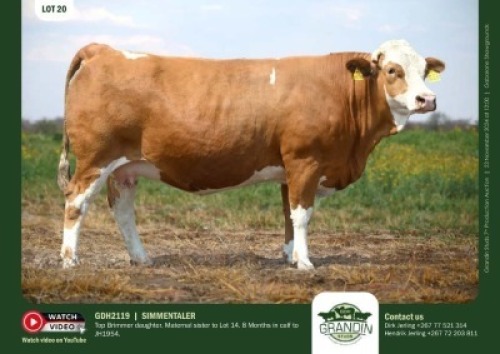 1X SIMMENTAL COW GDH 2119 GRANDIN STUDS