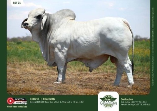 1X GREY BRAHMAN BULL GDH 217 GRANDIN STUDS