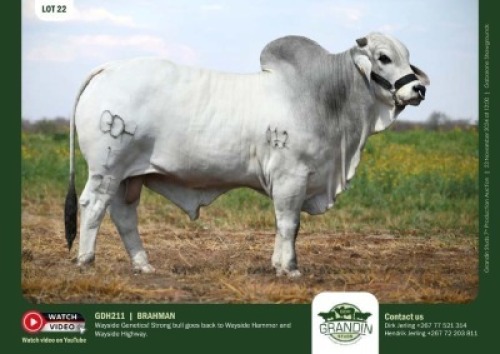1X GREY BRAHMAN BULL GDH 211 GRANDIN STUDS