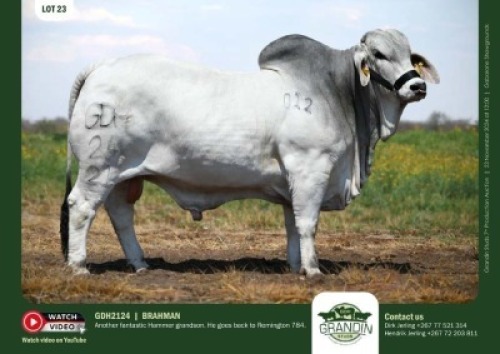 1X GREY BRAHMAN BULL GDH 2124 GRANDIN STUDS