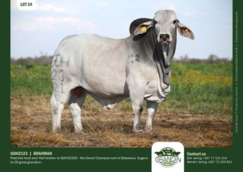 1X GREY BRAHMAN BULL GDH 2123 GRANDIN STUDS