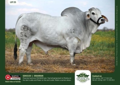 1X GREY BRAHMAN BULL GDH 2154 GRANDIN STUDS