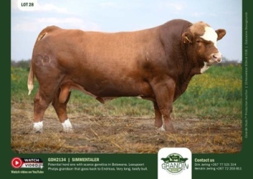 1X SIMMENTAL BULL GDH 2134 GRANDIN STUDS