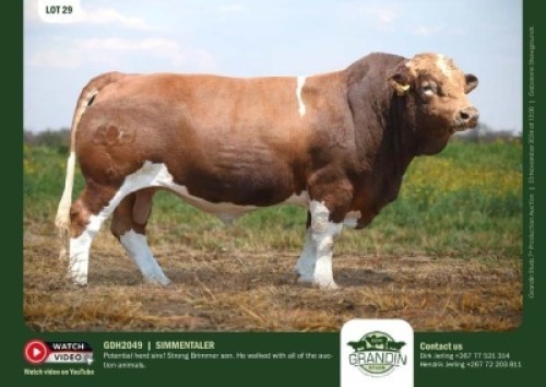 1X SIMMENTAL BULL GDH 2049 GRANDIN STUDS
