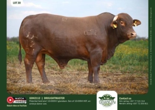 1X DROUGHTMASTER BULL GDH 2112 GRANDIN STUDS